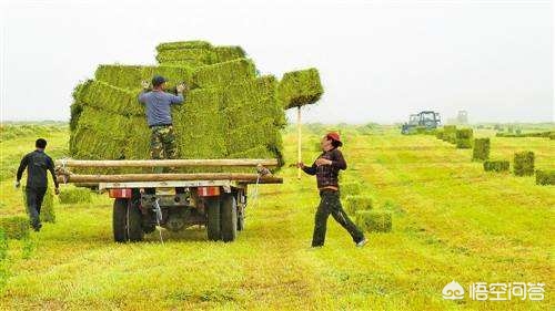 最新牧草種植技術及其優勢分析